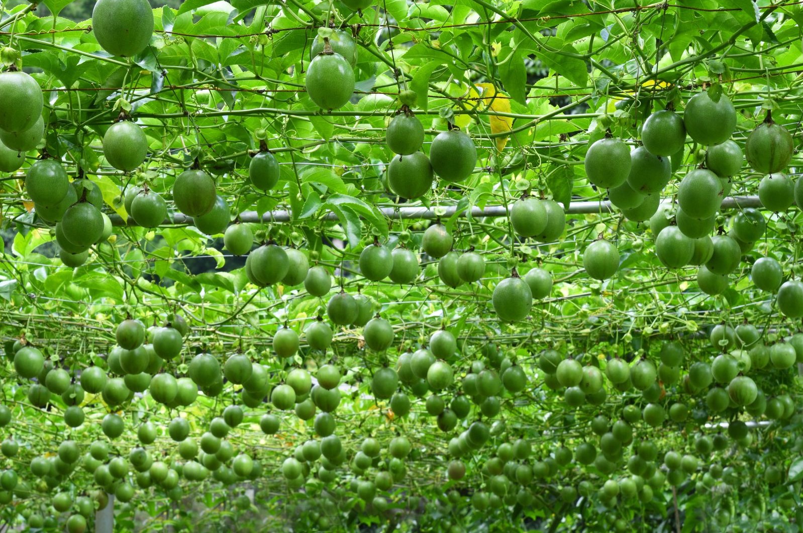 entutorar frutas de la pasion.jpg